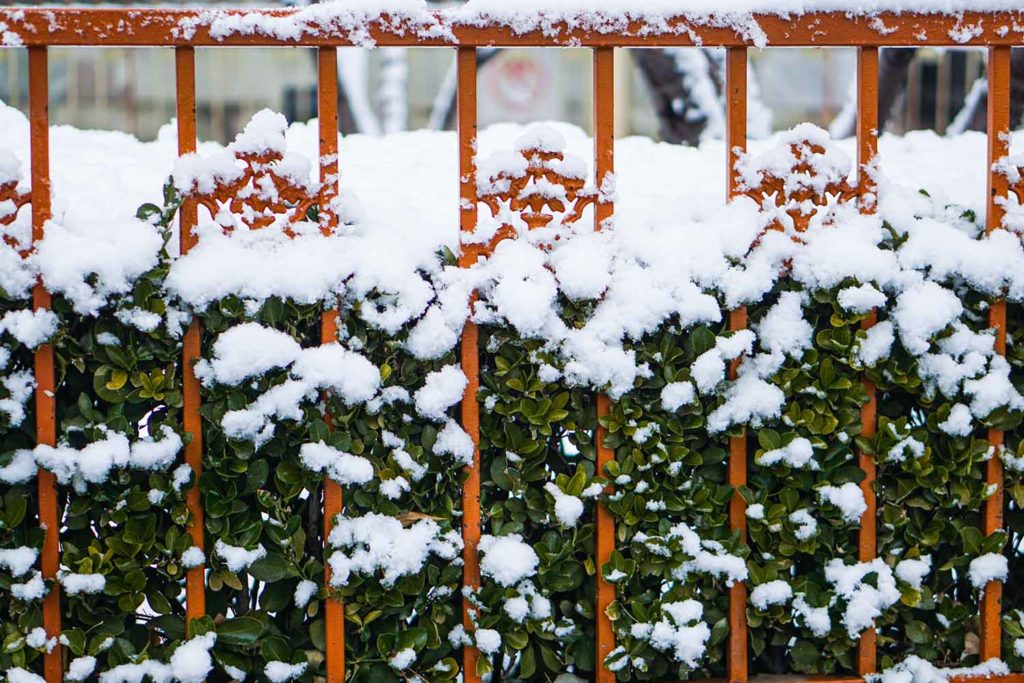 Conseils pratiques pour protéger votre jardin de l’ hiver