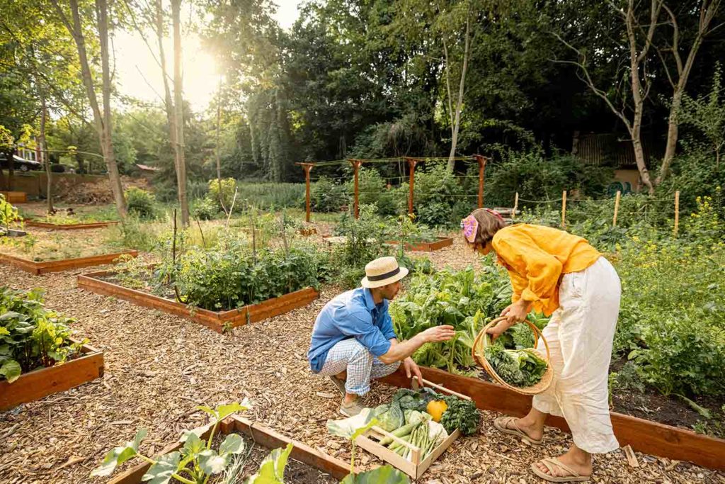 Comment créer un potager dans une jardinière et que mettre dedans ?